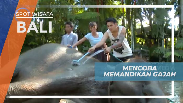 Mencoba Memandikan Gajah di Bali dengan Tenang