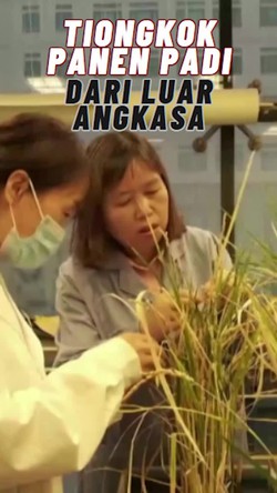  Video: Tiongkok Siap Memanen Padi yang Ditanam di Luar Angkasa