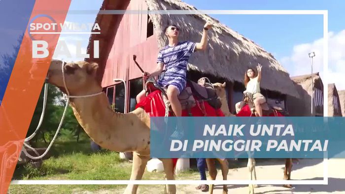 Pengalaman Unik Naik Unta di Pantai Bali