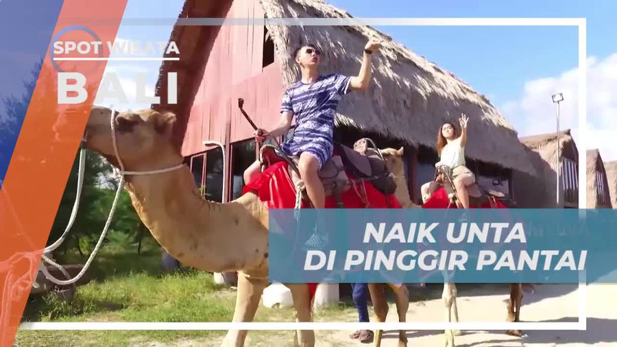 Pengalaman Unik Naik Unta di Pantai Bali