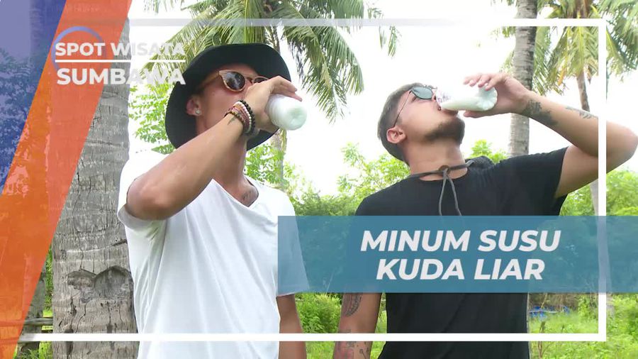 Mencicipi Segarnya Susu Kuda Liar Langsung di Sumbawa
