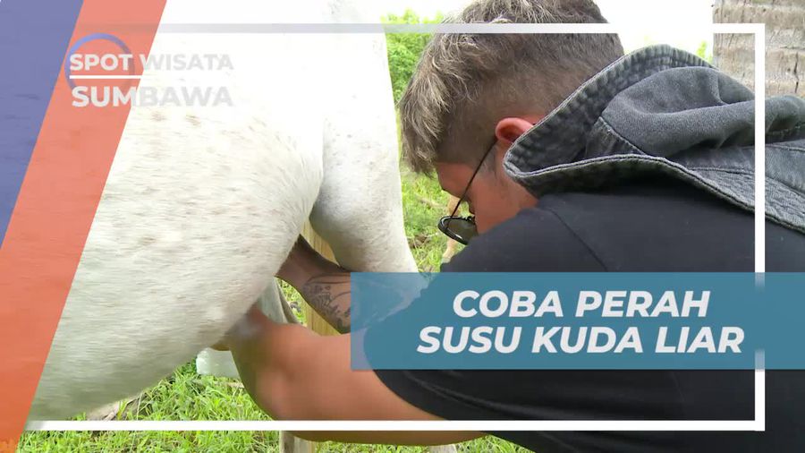 Pengalaman Pertama Memerah Susu Kuda Liar di Sumbawa