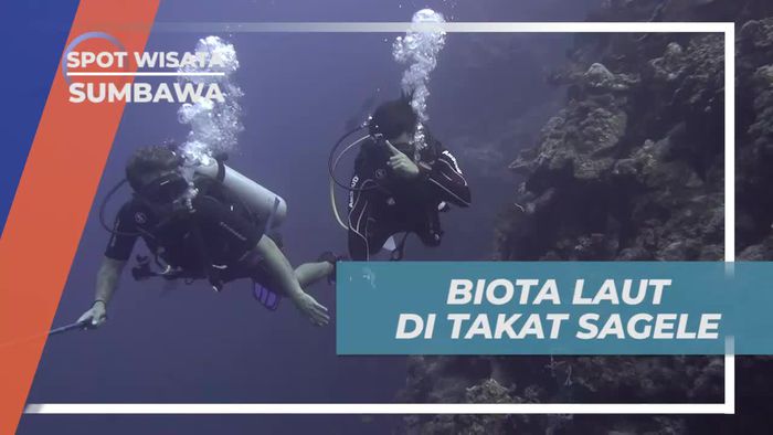 Keindahan Biota Laut di Takat Sagele, Pulau Moyo Sumbawa
