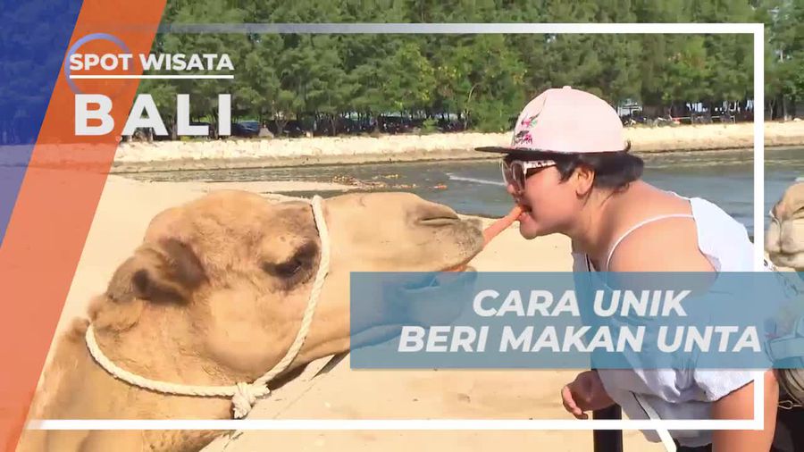 Memberi Makan Unta dengan Cara Unik di Bali