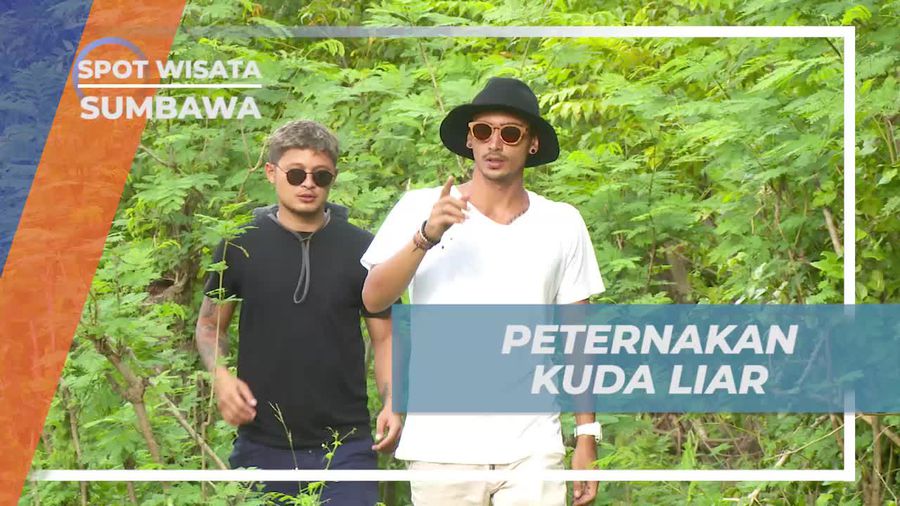 Menjelajahi Peternakan Kuda Liar dan Khasiat Susunya, Sumbawa