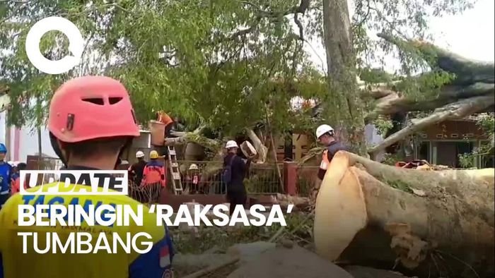 Video: Pohon Beringin Raksasa di Tasikmalaya Tumbang, Belasan Rumah Rusak