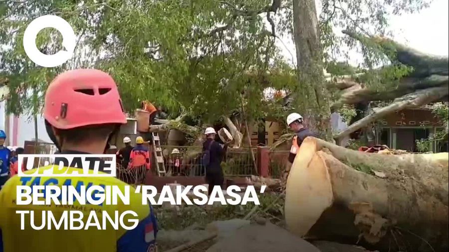 Video: Pohon Beringin Raksasa di Tasikmalaya Tumbang, Belasan Rumah Rusak