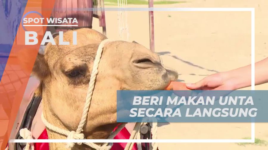 Berinteraksi dan Memberi Makan Unta di Bali