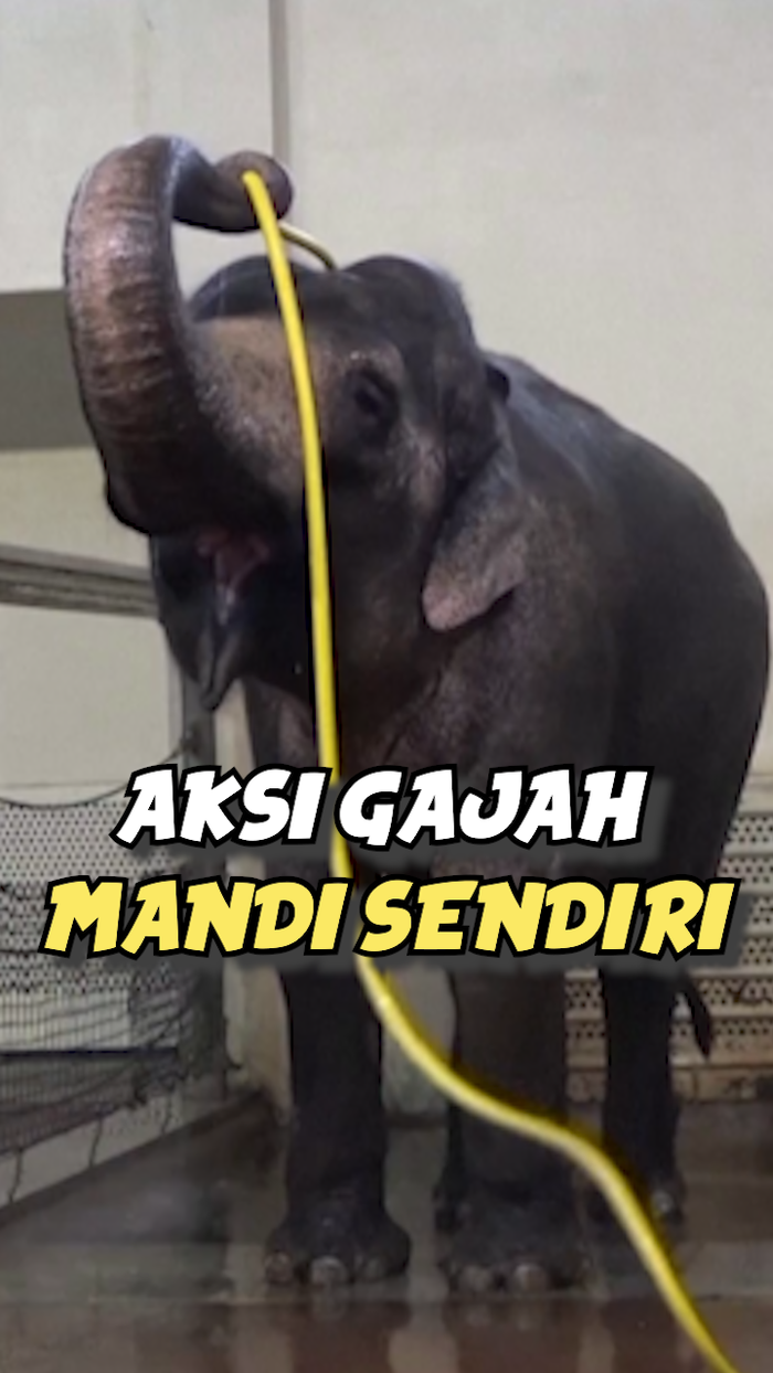 Video: Penjelasan Pakar Neurobiologi soal Aksi Gajah Mandi Sendiri