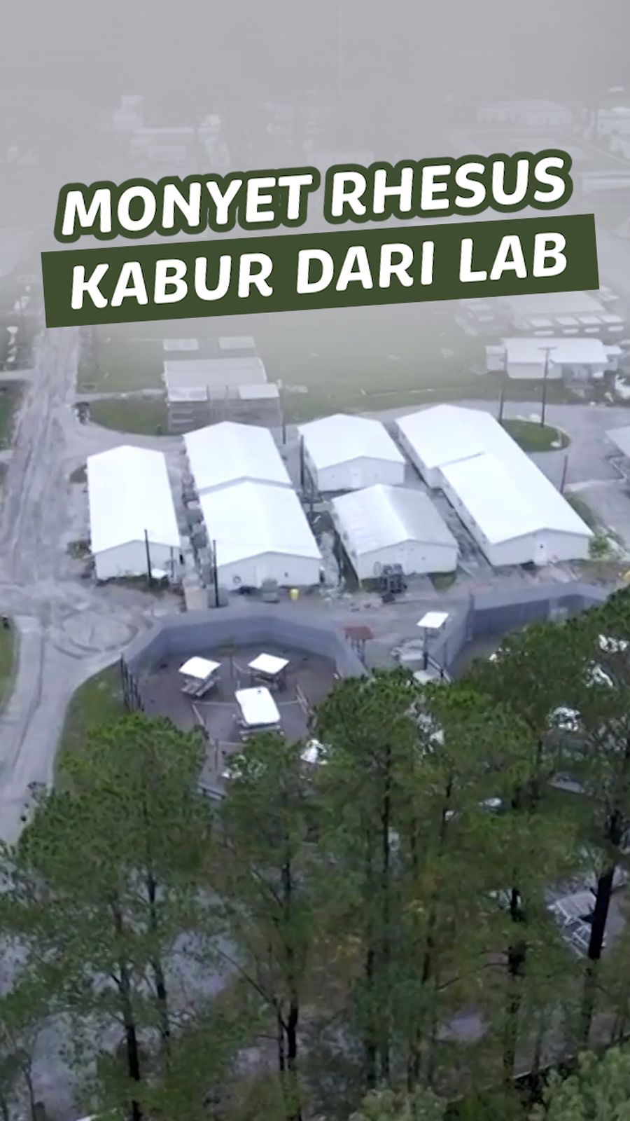 Video: 43 Monyet Kabur dari Lab, Warga Diminta Tutup Jendela-Pintu