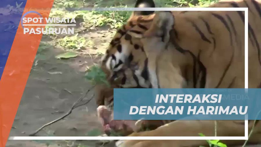 Memberi Makan Harimau di Taman Safari Prigen, Pasuruan