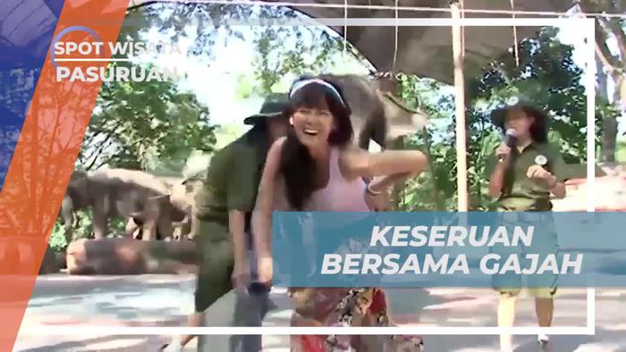Berinteraksi dan Bermain dengan Gajah di Taman Safari Pasuruan