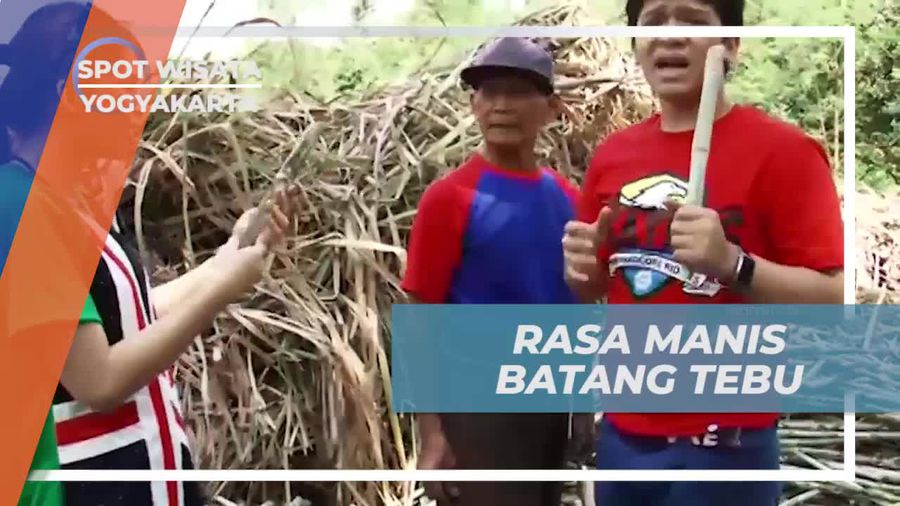 Manisnya Batang Tebu Langsung dari Alam Yogyakarta
