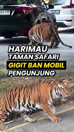 Video: Geger Harimau di Taman Safari Gigit Ban Mobil Pengunjung
