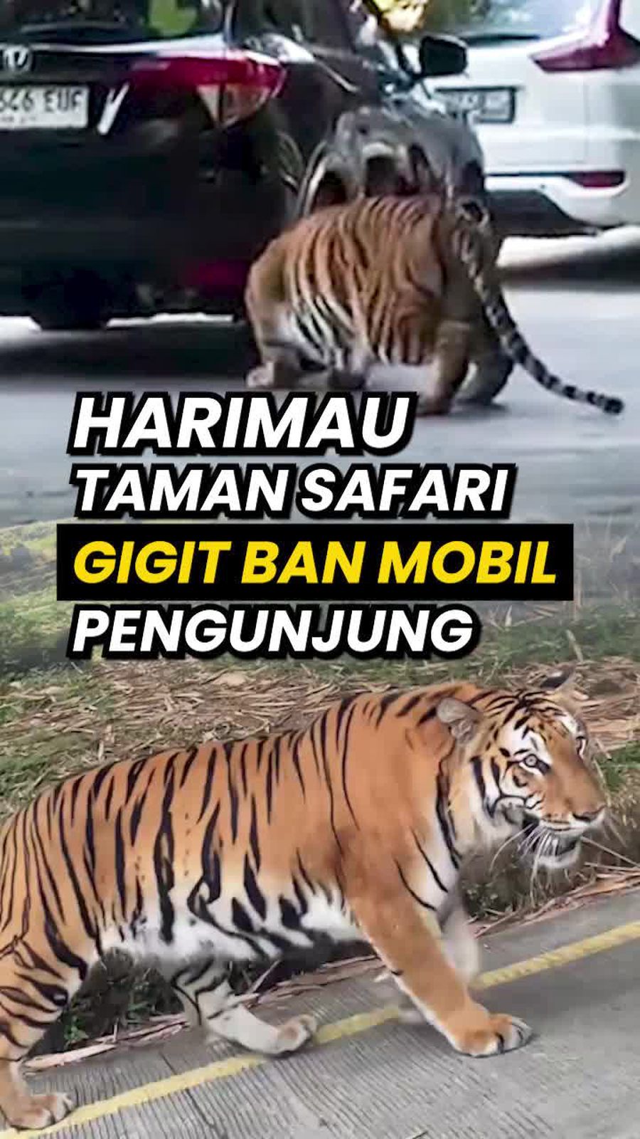 Video: Geger Harimau di Taman Safari Gigit Ban Mobil Pengunjung