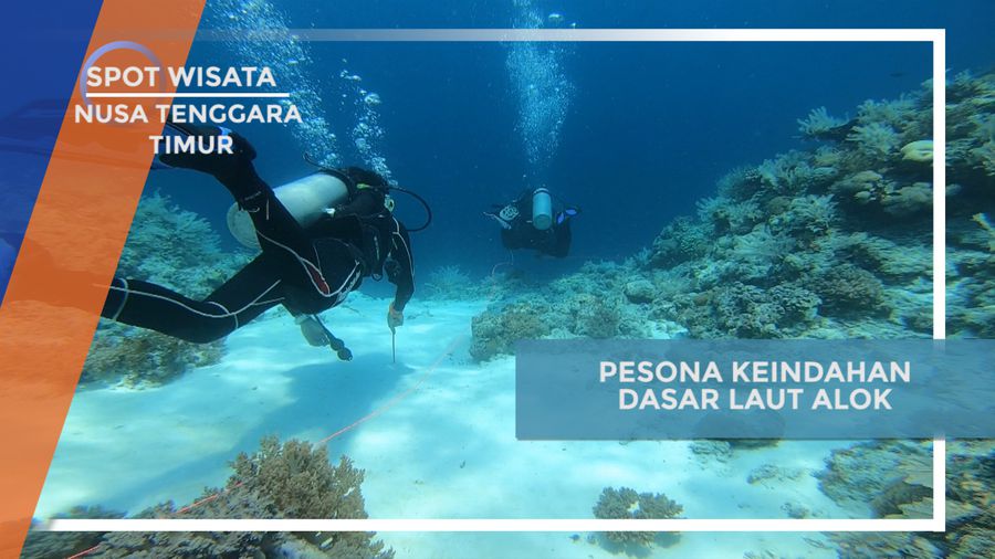 Mengagumi Pesona Kehidupan Laut di Alok Timur