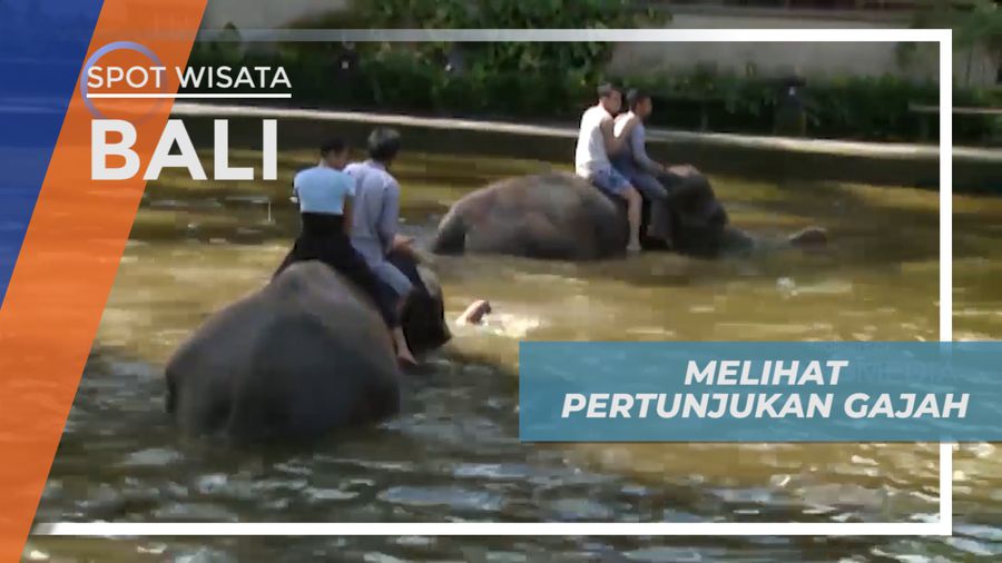 Menonton Pertunjukan Gajah yang Menarik di Bali