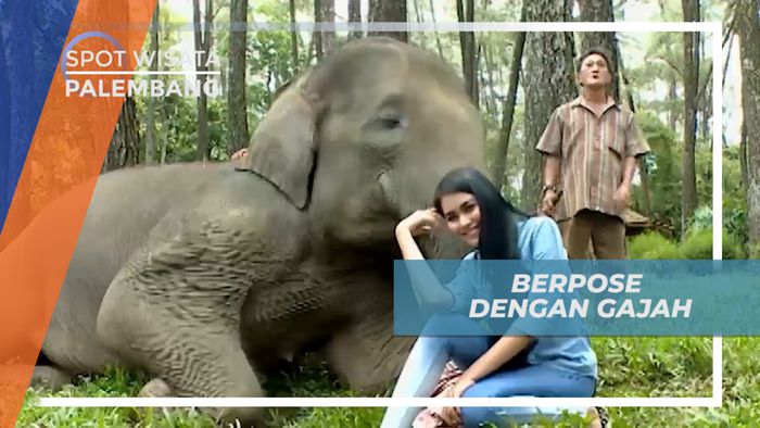  Berpose Bersama Gajah di Palembang