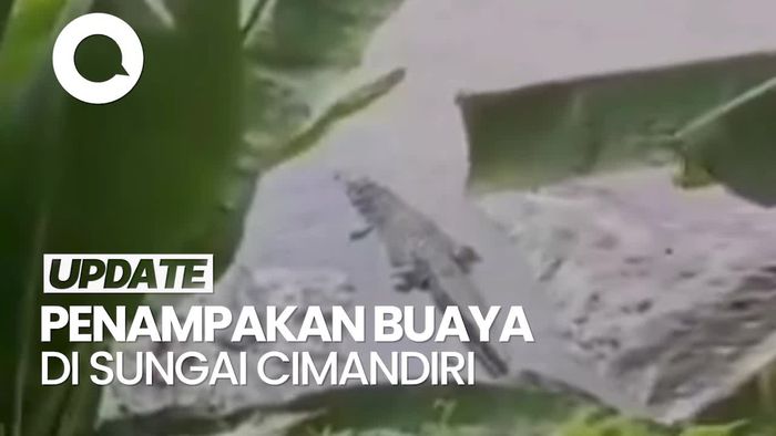 Video: Penampakan Buaya di Sungai Cimandiri Sukabumi, Buat Penambang Pasir Resah