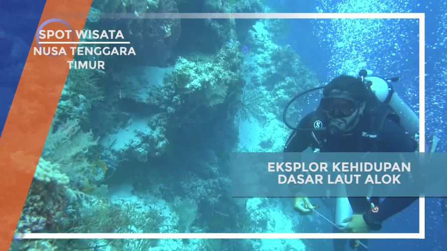 Keindahan Dasar Laut Alok Timur, Nusa Tenggara Timur