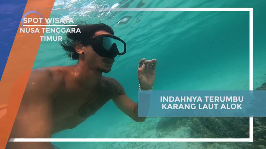 Menelusuri Keindahan Terumbu Karang Laut Alok Timur