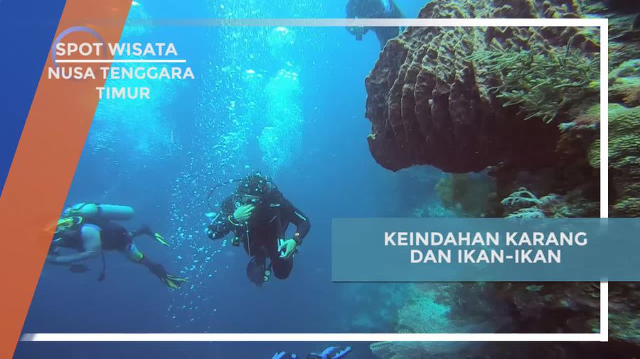  Mengeksplorasi Keindahan Karang dan Ikan Laut di Alok Timur