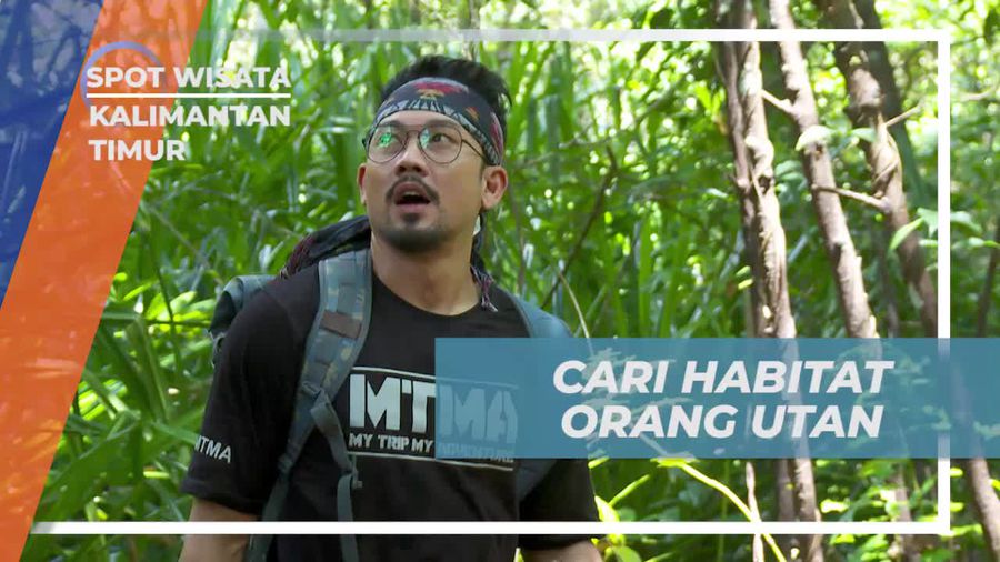 Mencari Habitat Orangutan di Kalimantan Timur