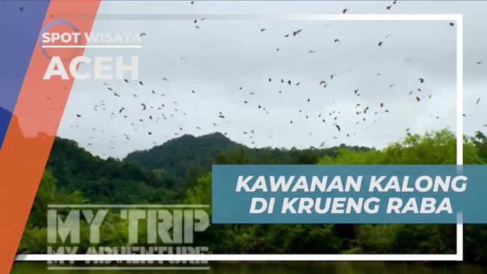Menjelajahi Kawanan Kalong di Krueng Raba, Aceh