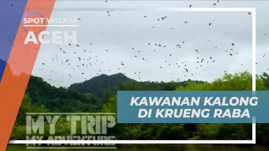 Menjelajahi Kawanan Kalong di Krueng Raba, Aceh