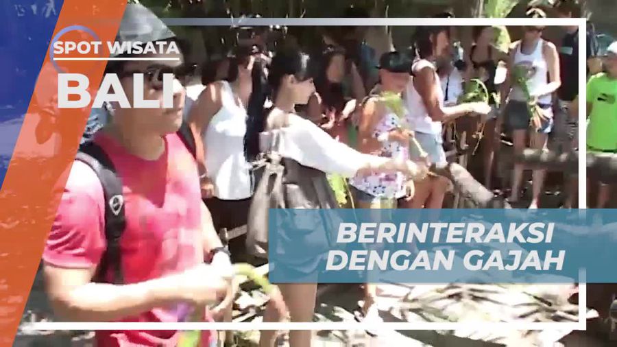 Berinteraksi dengan Gajah di Taman Safari Bali