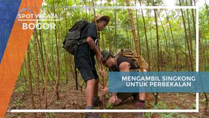  Mengambil Singkong Sebagai Perbekalan Perjalanan di Hutan Bogor