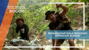  Menangkap Kalajengking Berbahaya di Pinggir Sungai Bogor