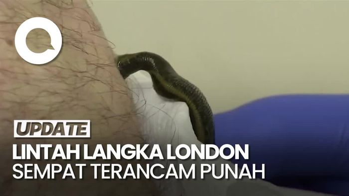 Video: Kala Spesies Lintah Langka di London Berhasil Berkembang Biak