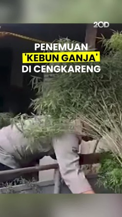 Video: Polisi Gerebek Kebun Ganja di Atap Rumah Warga, 16 Pot Disita