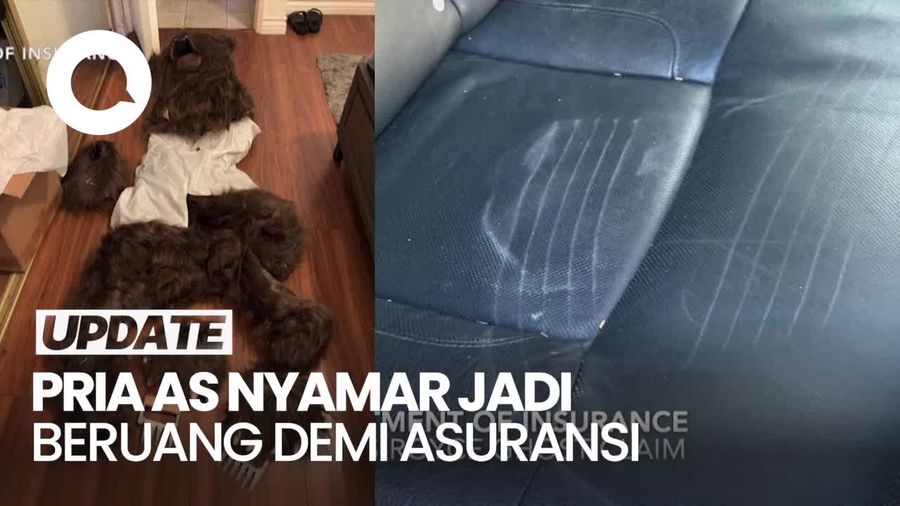 Video: Duh! Pria di AS Nyamar Jadi Beruang-Rusak Mobil Mewah Demi Asuransi