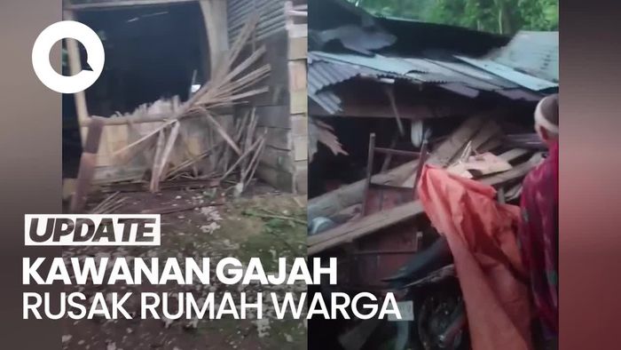 Video Belasan Rumah Dirusak Kawanan Gajah Liar di Lampung