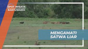 Mengamati Satwa Liar di Padang Sadengan Banyuwangi