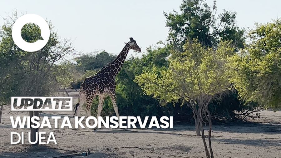 Video: Melihat Pulau Konservasi Jutaan Pohon dan Hewan di UEA