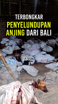 Video: 64 Anjing Dikarungi di Jatim, Hendak Dibawa ke Solo untuk Konsumsi