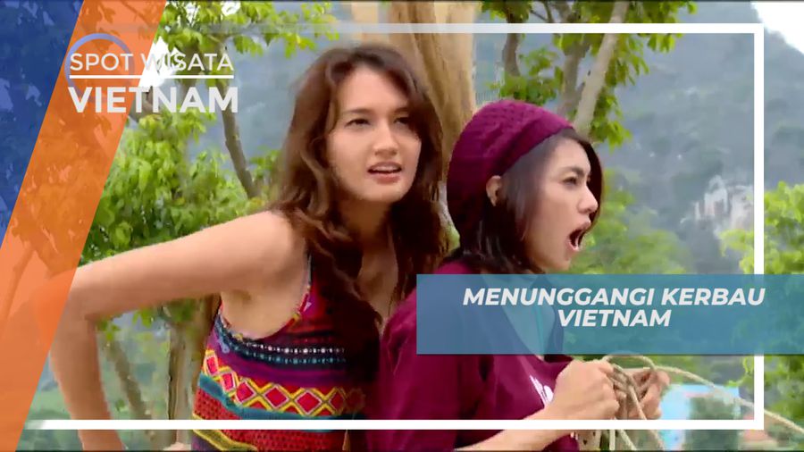 Menunggangi Kerbau Tradisional di Hoa Lu Ancient Citadel, Vietnam 