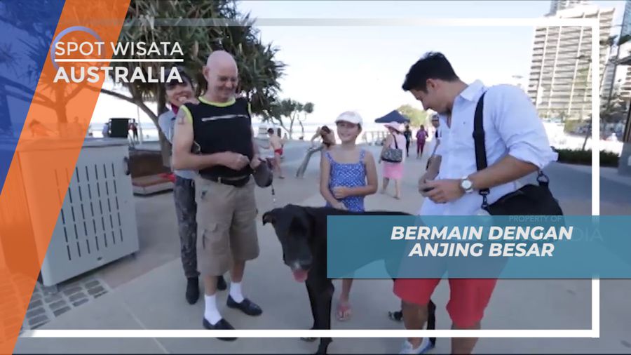 Bermain dengan Anjing Raksasa di Gold Coast, Australia 