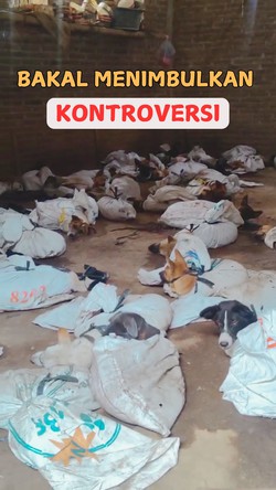 Video Baleg Tolak Usul RUU Perdagangan Daging Anjing-Kucing