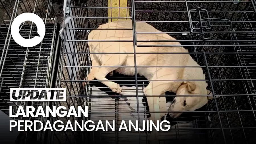 Video: MUI soal Baleg Tolak Usul RUU Larangan Perdagangan Anjing-Kucing