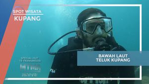 Menyelam Menyaksikan Keindahan Bawah Laut Teluk Kupang