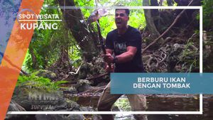 Berburu Ikan dengan Tombak di Alam Kupang