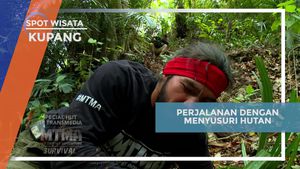 Menelusuri Keindahan Hutan dan Savana di Kupang