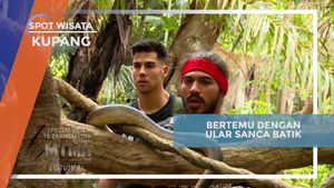 Bertemu Ular Sanca Batik di Tengah Hutan Kupang