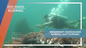 Merasakan Keajaiban Bawah Laut Kupang saat Diving