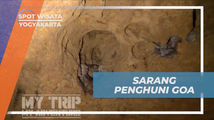 Menemukan Sarang Penghuni Goa Cokro, Yogyakarta