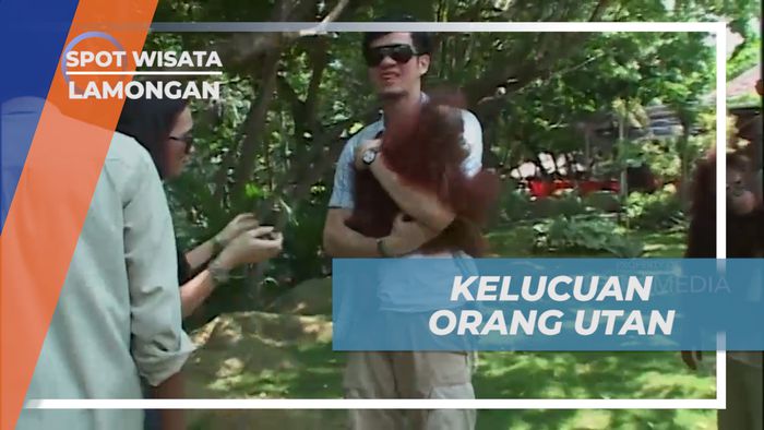 Bermain dengan Orang Utan di Maharani Zoo, Lamongan